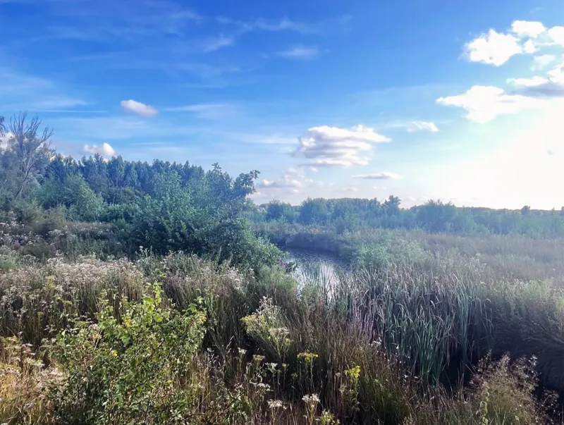 Zicht op een moerasachtig landschap met riet, wilde planten en open water in de Kalkense Meersen.